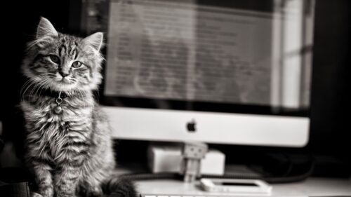 Kitten, Cat, Computer, Keyboard HD Wallpapers for PC
