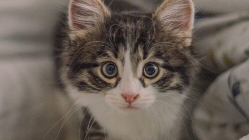 Kitten, Cat, Glance HD Wallpapers for PC