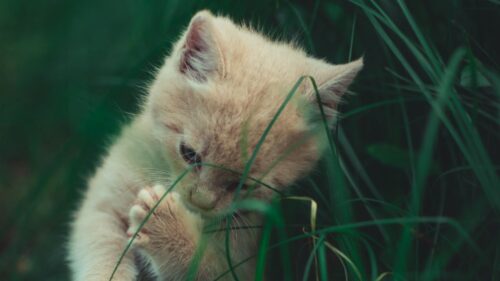 Kitten, Cat, Grass HD Wallpapers for PC (2)
