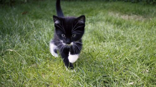 Kitten, Cat, Grass HD Wallpapers for PC