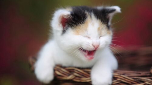 Kitten, Crying, Shopping, Spotted HD Wallpapers for PC