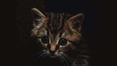 Kitten, Cute, Small HD Wallpapers for PC