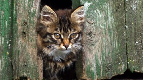 Kitten, Face, Fluffy, View HD Wallpapers for PC