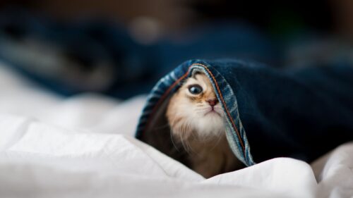 Kitten, Face, Jeans, Playful HD Wallpapers for Windows
