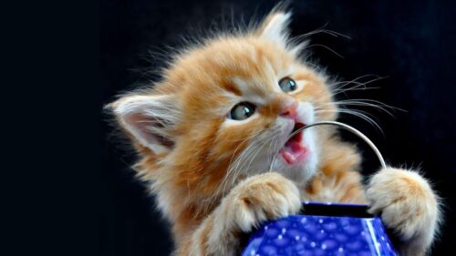 Kitten, Furry, Striped, Crockery HD Wallpapers for Windows