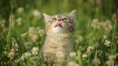 Kitten, Grass, Flowers HD Wallpapers for Windows