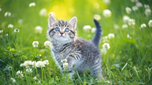 Kitten, Grass, Flowers, Striped HD Wallpapers for Windows