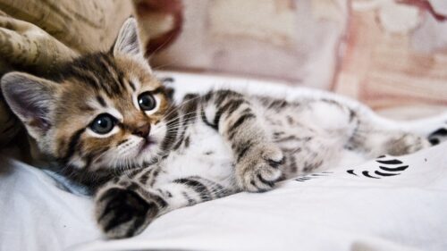 Kitten, Lying, Striped, Small, Cute HD Wallpapers for Windows