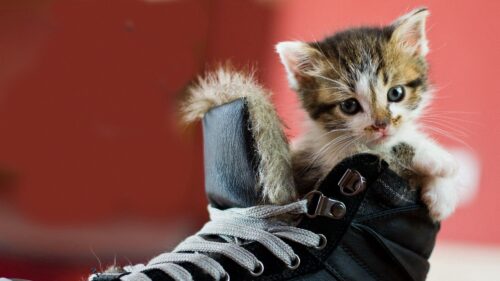 Kitten, Shoes, Spotted HD Wallpapers for Windows