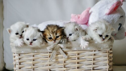 Kittens, Basket, Cute, Toy HD Wallpapers for Windows