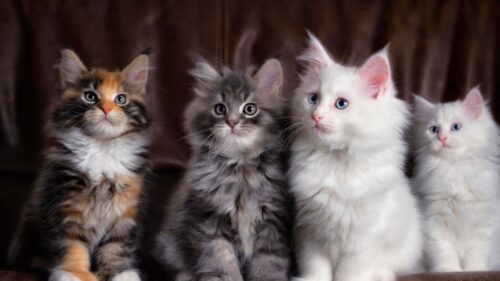Kittens Cats, Fluffy, Colorful HD Wallpapers for Windows