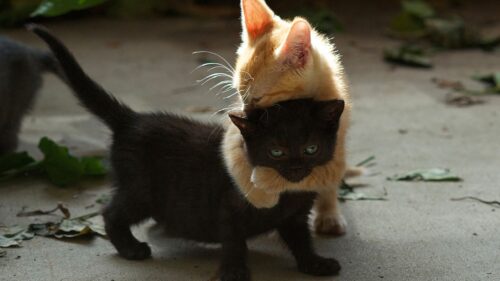 Kittens, Couple, Playful HD Wallpapers for Windows