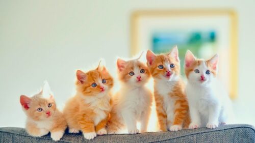 Kittens, Sofa, Cats, Spotted HD Wallpapers for Windows