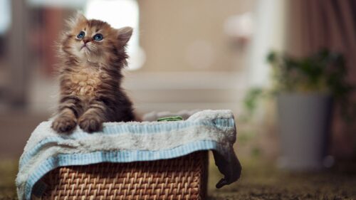 Kitty Fluffy, Basket, Material HD Wallpapers for Windows
