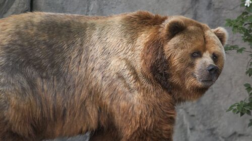 Kodiak Bear, Brown, Thick, Walk HD Wallpapers for Windows