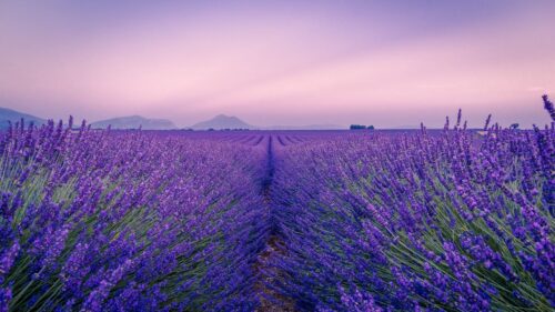Lavender, Field, Flowers Great Wallpapers Download