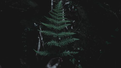 Leaf, Branch, Dark, Great Wallpapers Download