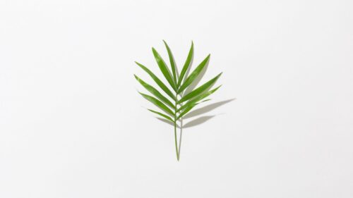 Leaf, Branch, Green Great Wallpapers Download