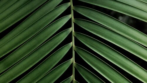 Leaf, Branch, Palm Great Wallpapers Download