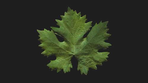 Leaf, Green, Minimalism, Great Wallpapers Download
