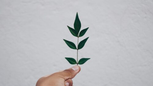 Leaf, Hand, Branch Great Wallpapers Download