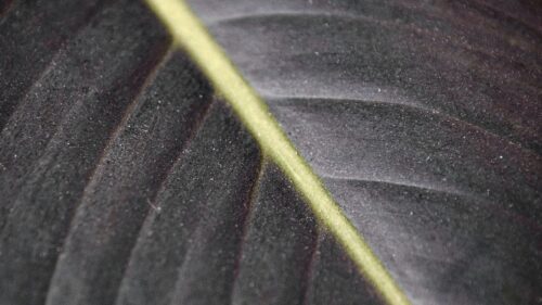 Leaf, Macro, Veins, Great Wallpapers Download