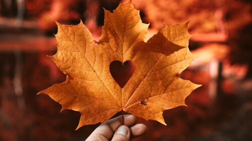 Leaf, Maple, Autumn, Great Wallpapers Download