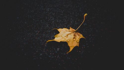 Leaf Maple, Dry, Fallen, Drops Great Wallpapers Download