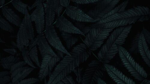 Leaves, Dark, Plant, Great Wallpapers Download