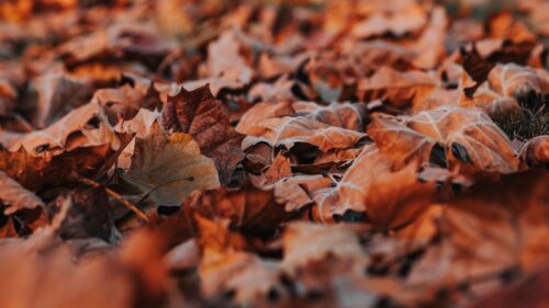 Leaves, Dry, Autumn Great Wallpapers Download