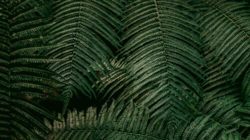 Leaves, Fern, Plant Great Wallpapers Download