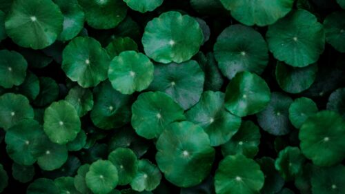 Leaves, Green, Surface Great Wallpapers Download