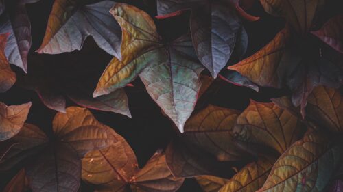 Leaves, Plant, Cinnamon Great Wallpapers Download