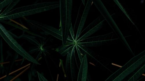 Leaves, Plant, Dark Great Wallpapers Download