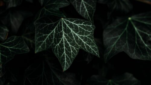 Leaves, Plant, Green Great Wallpapers Download
