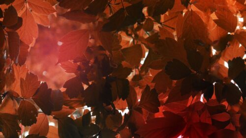 Leaves, Sunlight, Autumn Great Wallpapers Download