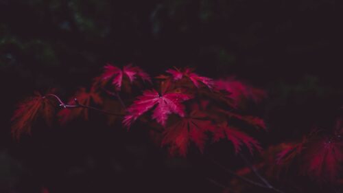 Leaves, Wood, Black Great Wallpapers Download