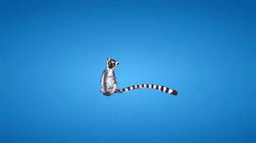Lemur, Blue, Background, Tail Great Wallpapers Download