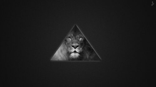 Leo, Texture, Predator Great Wallpapers Download