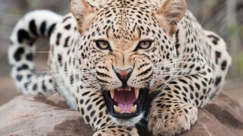 Leopard, Aggression, Face, Teeth Great Wallpapers Download