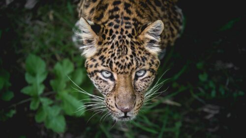 Leopard, Big Cat, Predator Perfect Wallpapers Download