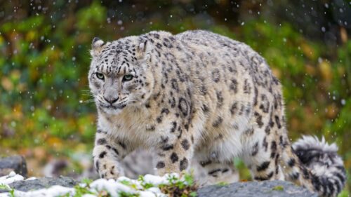 Leopard, Cat, Predator, 4K Desktop Wallpapers Free Download