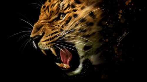 Leopard, Grin, Aggression Perfect Wallpapers Download