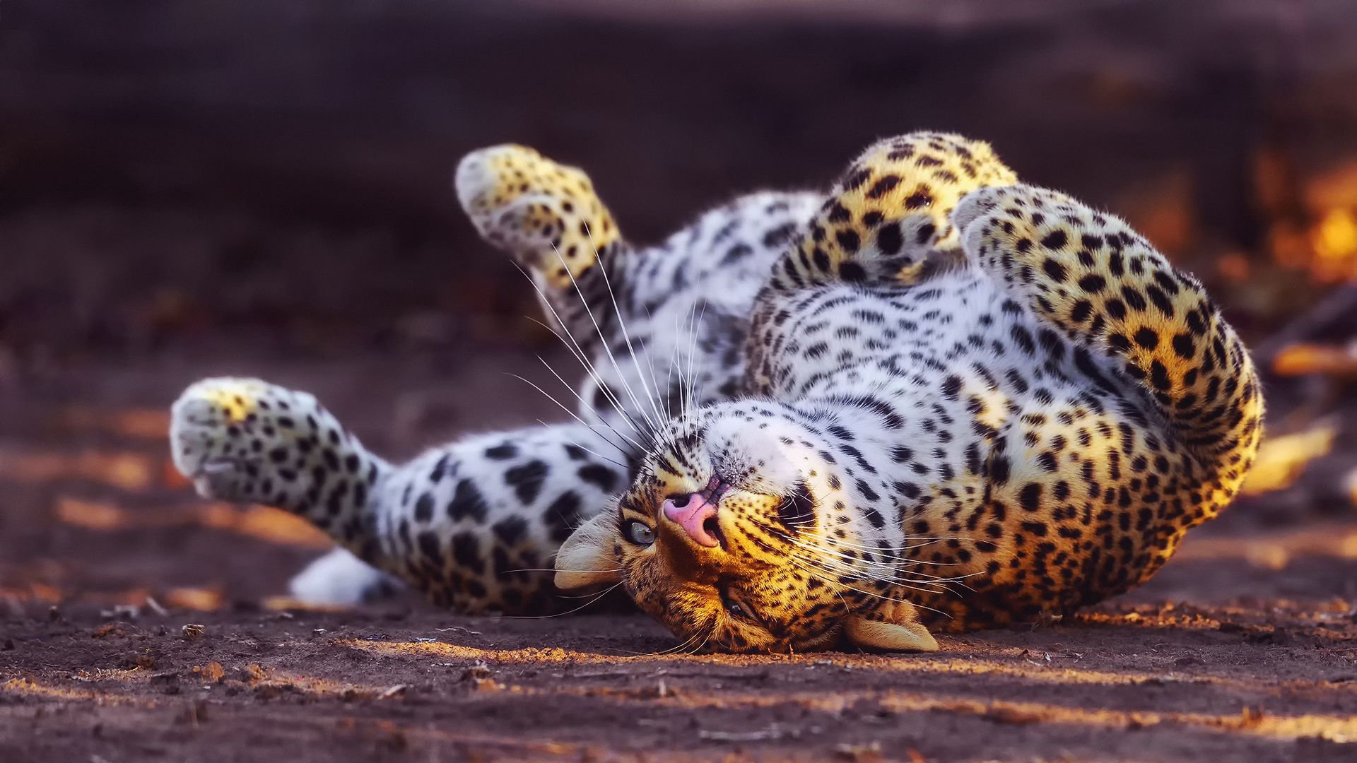 Leopard, Playful, Predator, Big Cat Perfect Wallpapers Download - Desktop  Wallpapers