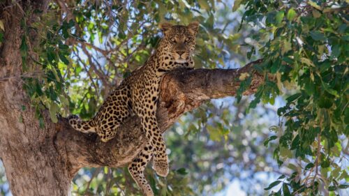 Leopard, Predator, Tree, Lie Perfect Wallpapers Download