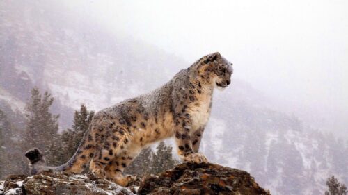 Leopard, Top, Big Cat, Predator 4K Desktop Wallpapers Free Download