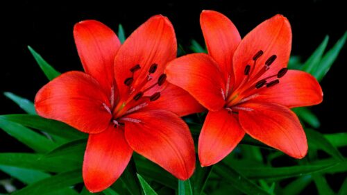 Lilies, Flowers, Couple, Petals Free Wallpapers Download For Desktop