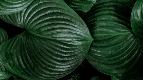 Lily, Leaves, Green Free Wallpapers Download For Desktop