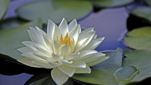 Lily, Water, Leaves, Surface HD Wallpapers Free Download