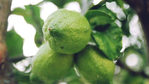 Lime, Citrus, Branch, Fruit Free Wallpapers Download For Desktop